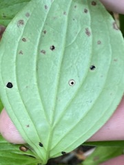 Puccinia porphyrogenita