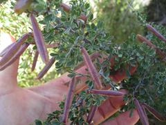 Indigofera nigromontana