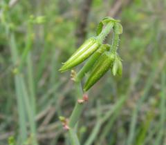 Pelargonium tetragonum