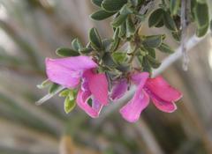 Indigofera nigromontana
