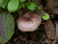 Russula placita
