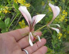 Pelargonium tetragonum