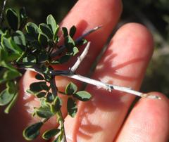 Indigofera nigromontana