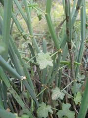 Pelargonium tetragonum