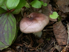 Russula placita