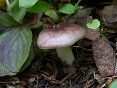 Russula placita