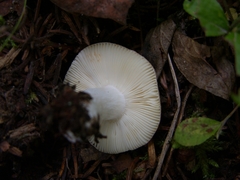 Russula placita