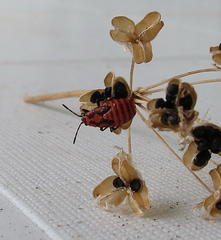 Spilostethus trilineatus