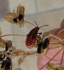 Spilostethus trilineatus