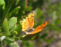 Chrysoritis chrysaor