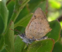 Chrysoritis chrysaor