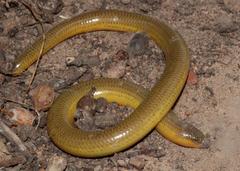 Cape Legless Skink photo 1