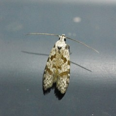 Oxythecta hieroglyphica