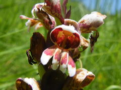 Satyrium sphaerocarpum
