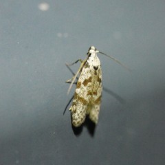 Oxythecta hieroglyphica