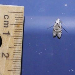 Oxythecta hieroglyphica