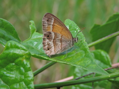 Pharneuptychia