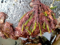 Chaetomorpha coliformis