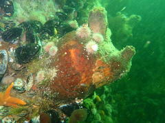 Pyura stolonifera