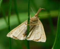 Polypogon tentacularia