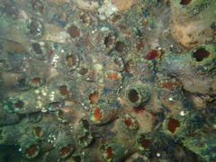 Pyura stolonifera