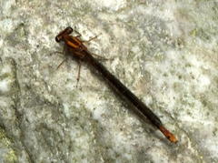 Pseudagrion furcigerum