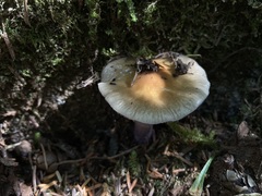 Cortinarius seidliae