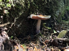 Cortinarius seidliae