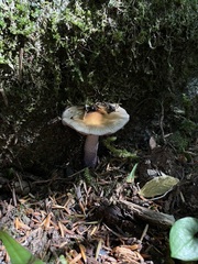 Cortinarius seidliae