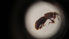 Sitophilus zeamais