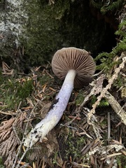 Cortinarius seidliae