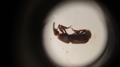 Sitophilus zeamais