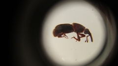 Sitophilus zeamais