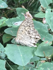 Neope goschkevitschii