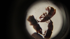 Sitophilus zeamais