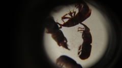Sitophilus zeamais
