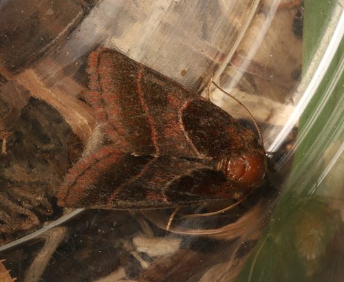 Arcigera Flower Moth photo 6