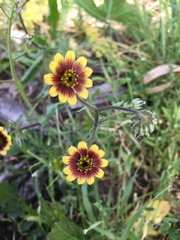 Osteospermum monstrosum