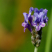Cut-leaved Lavender - Photo (c) Luis M, some rights reserved (CC BY-NC-SA)