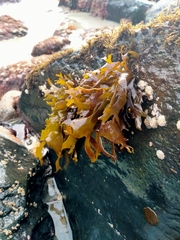 Pachymenia dichotoma