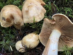 Cortinarius rubicundulus