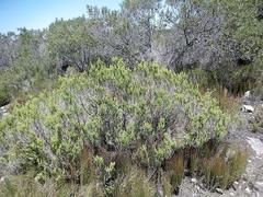 Aspalathus sanguinea