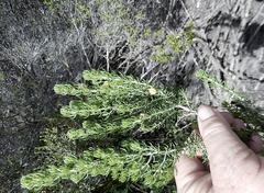 Aspalathus sanguinea