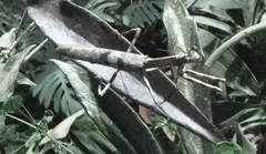 Vatinae