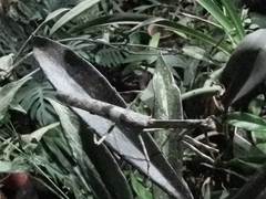 Vatinae
