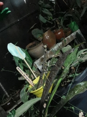 Vatinae