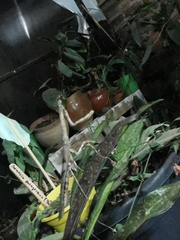 Vatinae