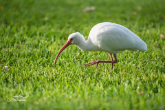 Eudocimus albus