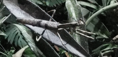 Vatinae