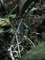 Vatinae